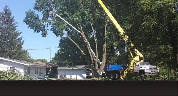 Tree Removal